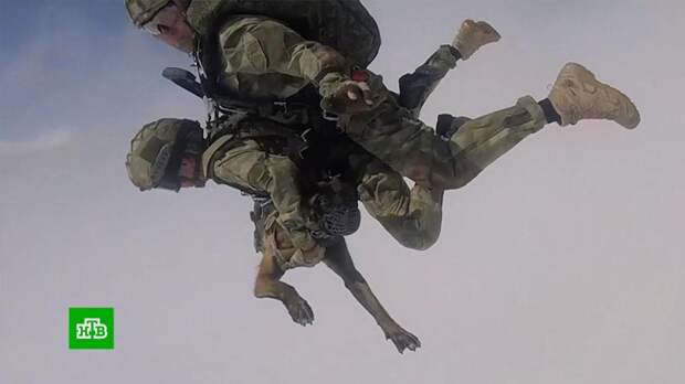 В Подмосковье собаки с железными нервами отработали прыжки с парашютом