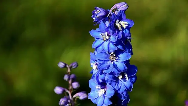 Как нежны виолы лепестки: выбираем садовые цветы по последним модным тенденциям