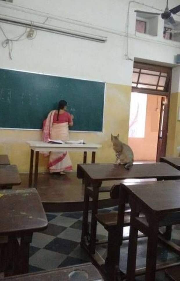 Прикольные картинки