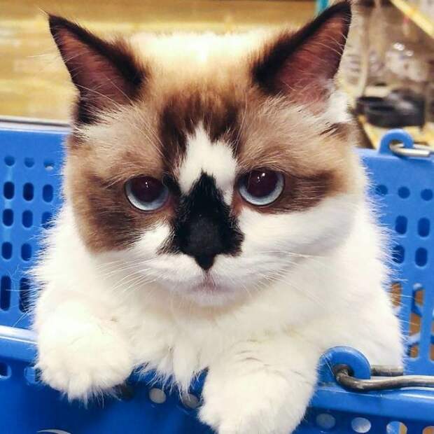 Кот по кличке Альберт - еще одна звезда соцсетей (10 фото) Кот по кличке Альберт - еще одна звезда соцсетей (10 фото)