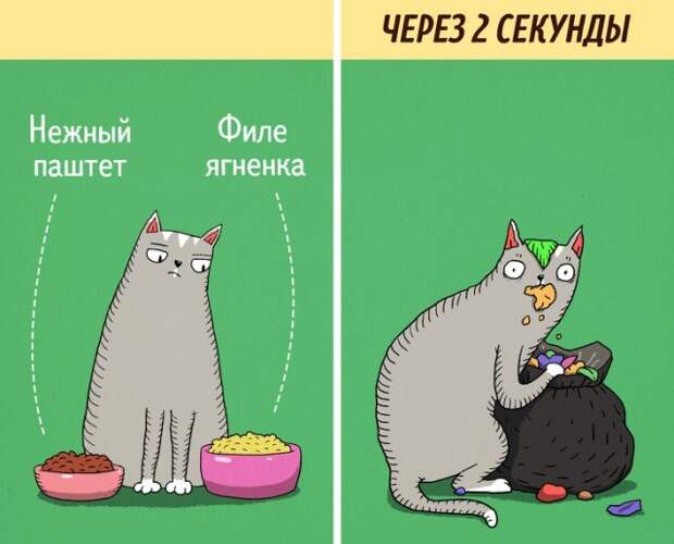 Кошки - самые противоречивые создания на планете