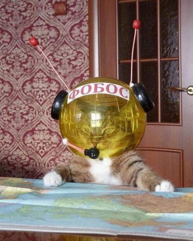 Подборка прикольных картинок