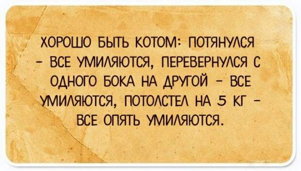 Забавные рассуждения о жизни