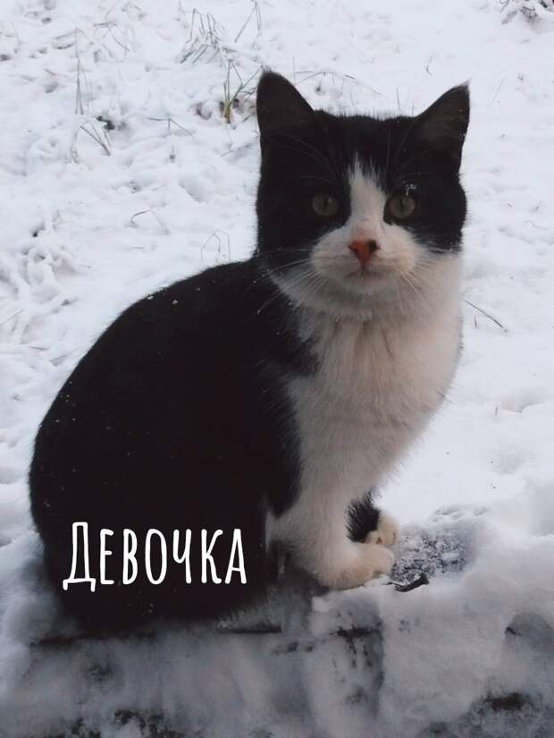 Возьмите в свой дом самый лучший "сладкий подарочек"!
