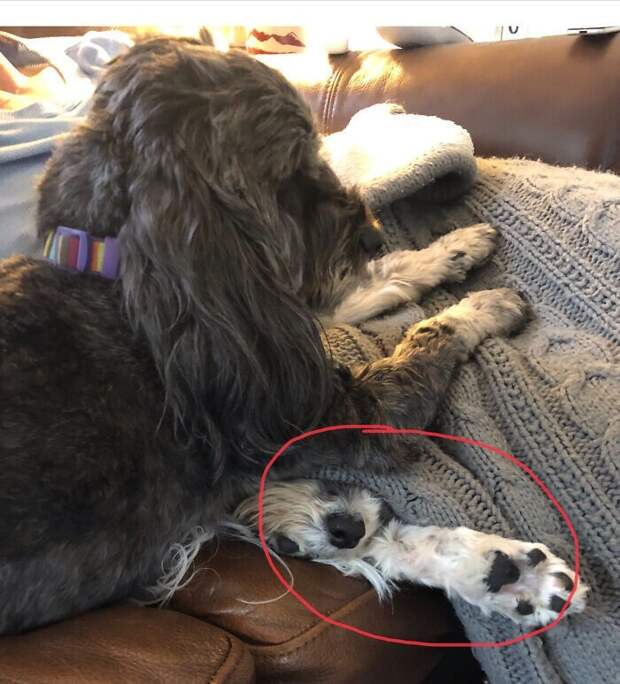 Bigpicture.ru забавных фото с животными, которые гарантированно поднимут вам настроение