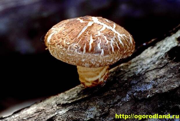 Грибы. Полезные свойства грибов шиитаке и маитаке