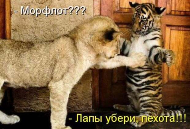 Весёлая котоматрица смех, фото