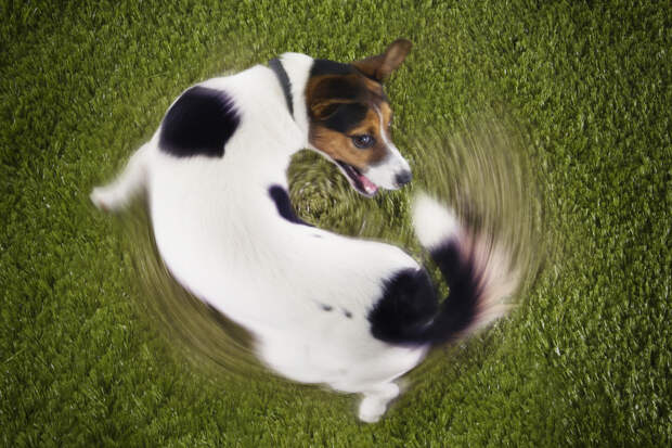 Jack Russell Terrier Chasing Own Tail