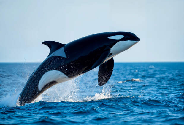 Касатки устроили охоту за пингвином на глазах у туристов