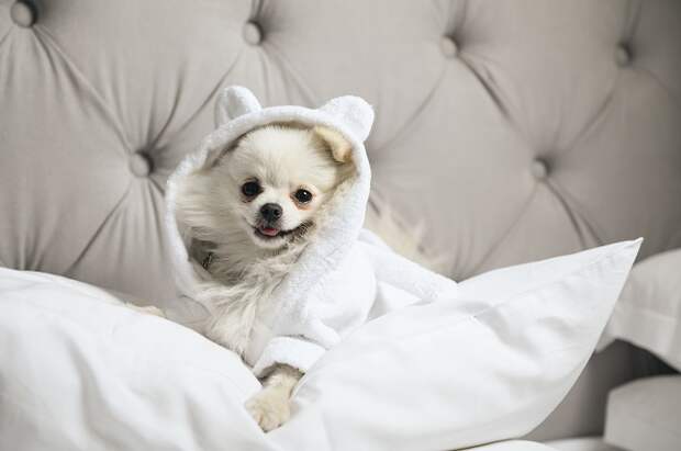 В отпуск с питомцем: это реально?