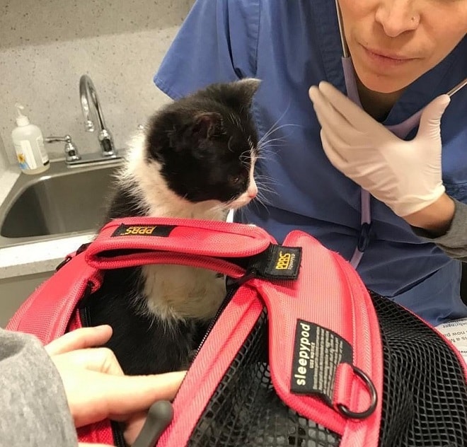 Котенок на осмотре Котенок в больнице