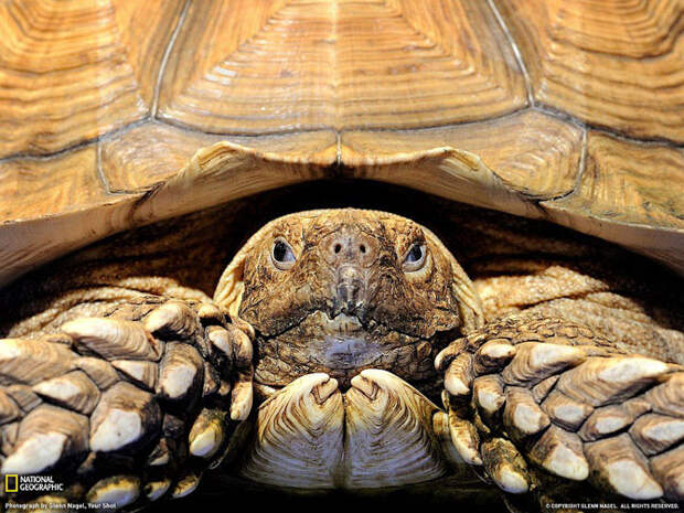 Лучшие фотографии сентября 2011 от National Geographic