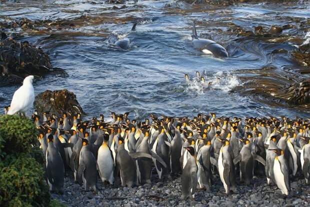 Пингвины пережидают нашествие косаток Лондонское королевское общество, животные, итоги конкурса, красота, природа, редкие снимки, фото, фотоконкурс