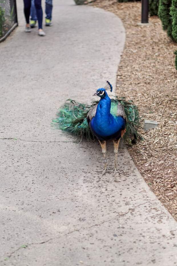 San Diego Zoo Spring 2016-17.jpg