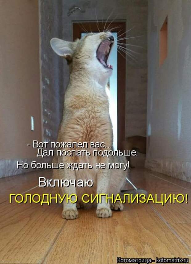 Свежая котоматрица для всех (16 фото)