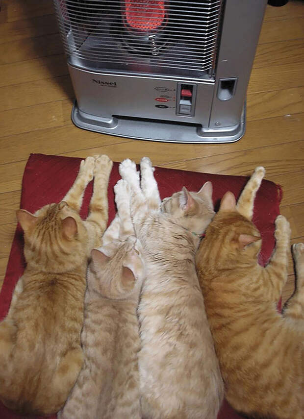 Кошки, которые любят тепло