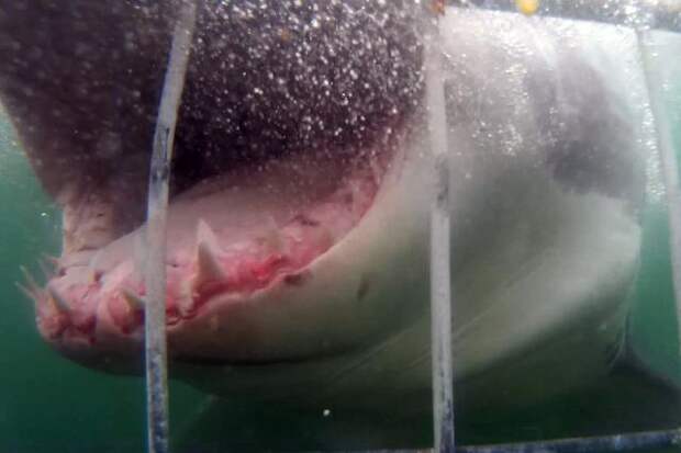 Атаки больших белых акул: ученые предостерегают британцев от отдыха на пляжах страны