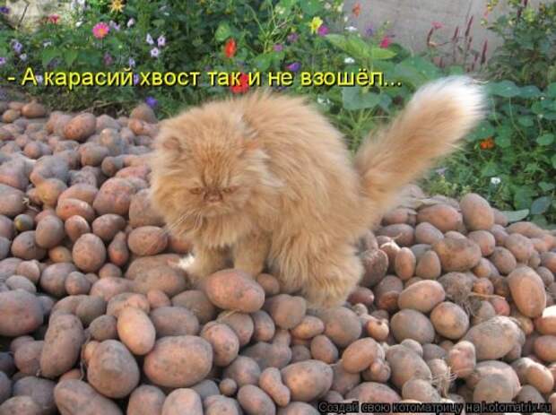 Свежая котоматрица на Бугаге (37 фото)