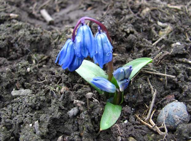 Голубой первоцвет Весна, Северный Кавказ, Первоцветы, Свежесть, Длиннопост