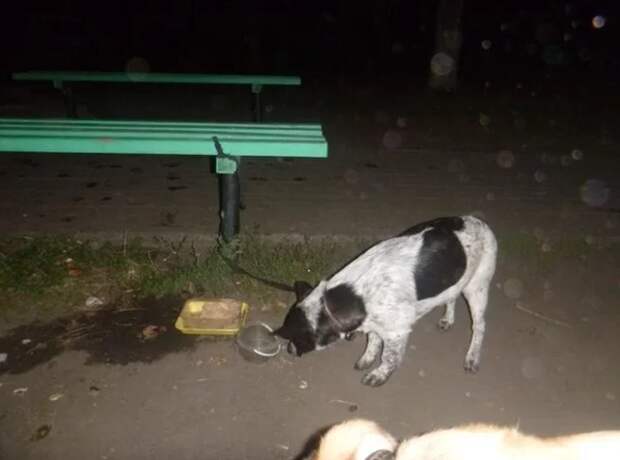 Собака с необычным письмом была привязана к скамейке в парке (3 фото)