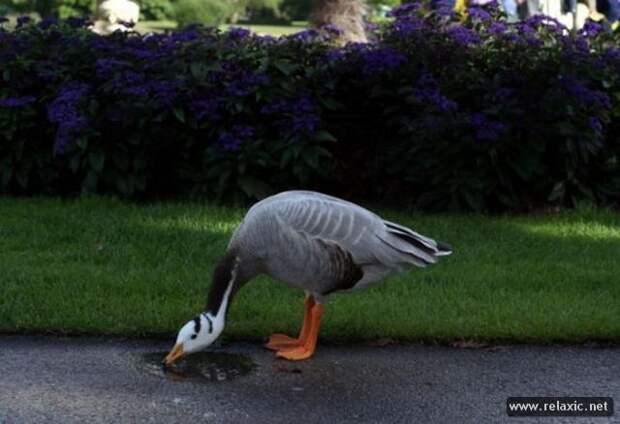 funny_animals_158