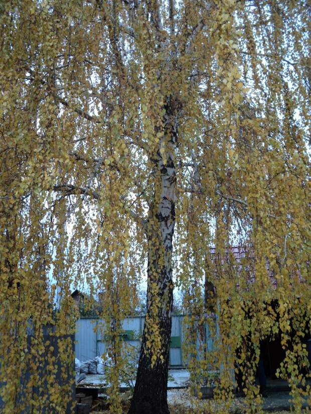 береза