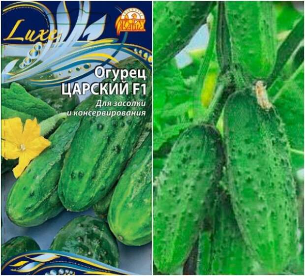 огурец царский