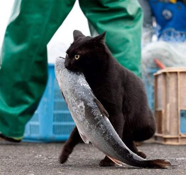 Очаровательные кошки-воришки (15 фото)