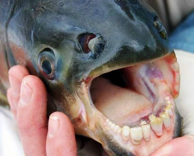 У рыбы паку совершенно человеческие зубы невероятное, удивительное, фото