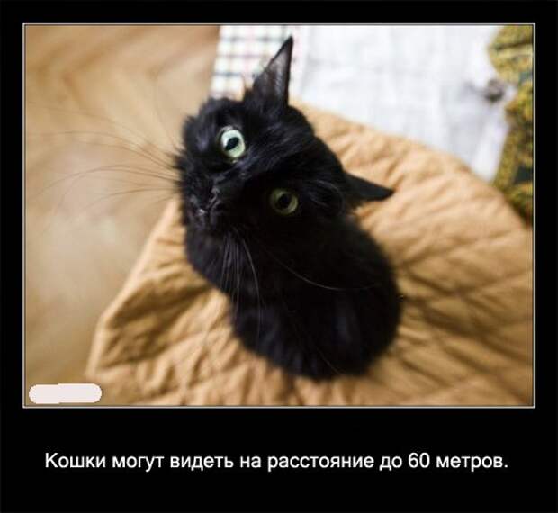 Интересные факты о кошках (29 фото)