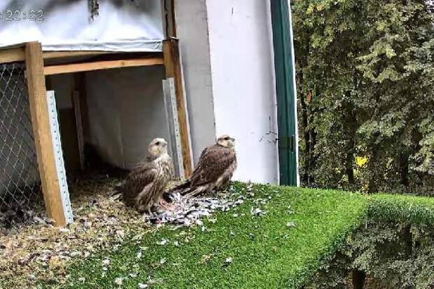 В дикую природу Тамбовской области выпустили редких соколов-балобанов