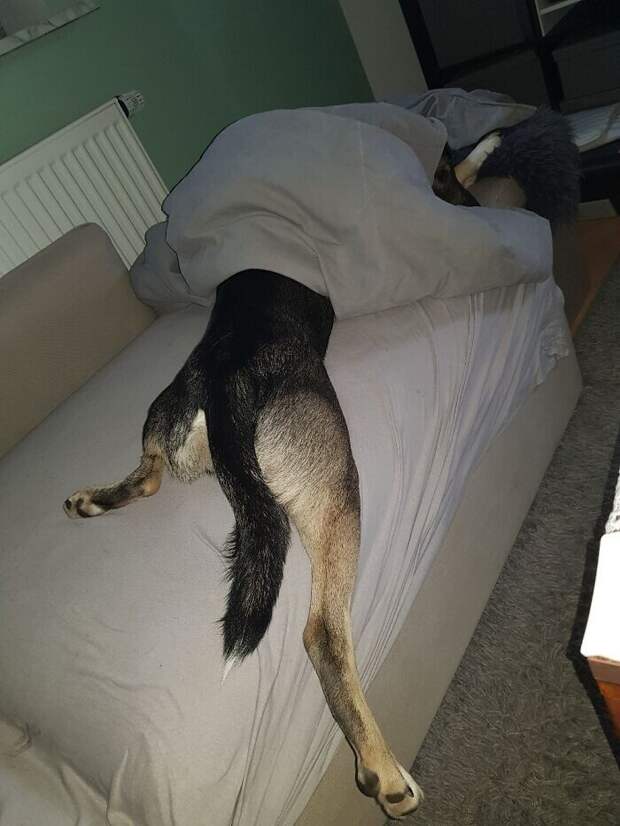 Bigpicture.ru забавных фото с животными, которые гарантированно поднимут вам настроение