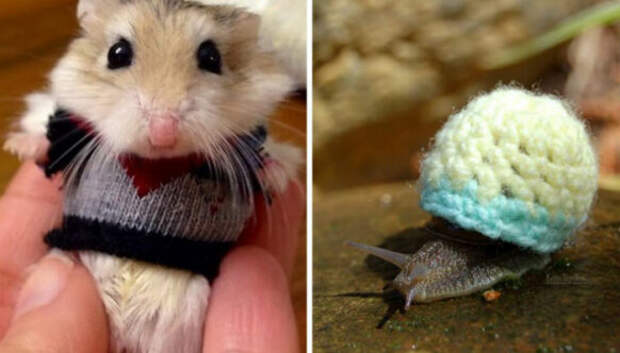 Эти 20 фотографий безумно милых животных в свитерах согреют вас