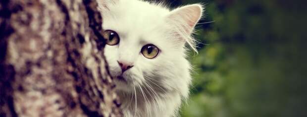 Кот за деревом