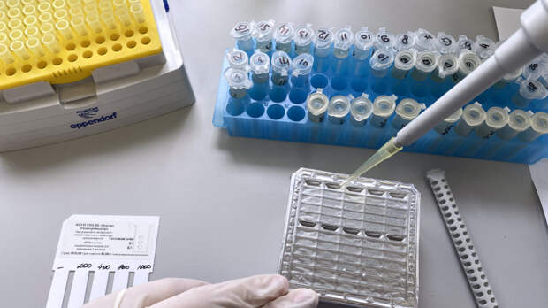 Оспа обезьян: что известно о заболевании после второго случая в Подмосковье