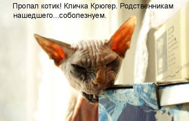 Просто котики коты, юмор