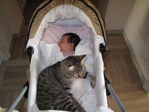Котики которым все пофиг (12 фото)