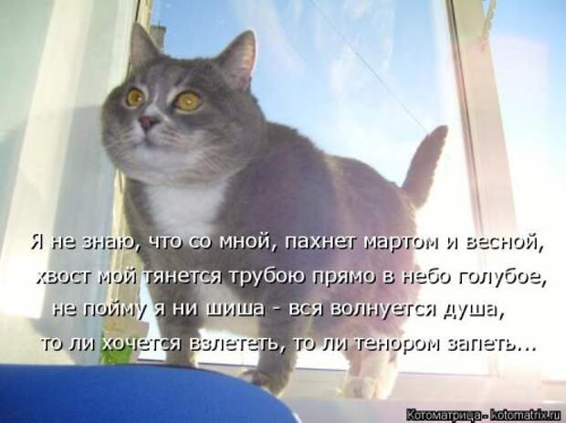 Новая котоматрица недели (39 фото)