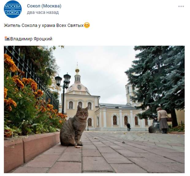 Фото дня: пушистый житель района у храма на Ленинградке