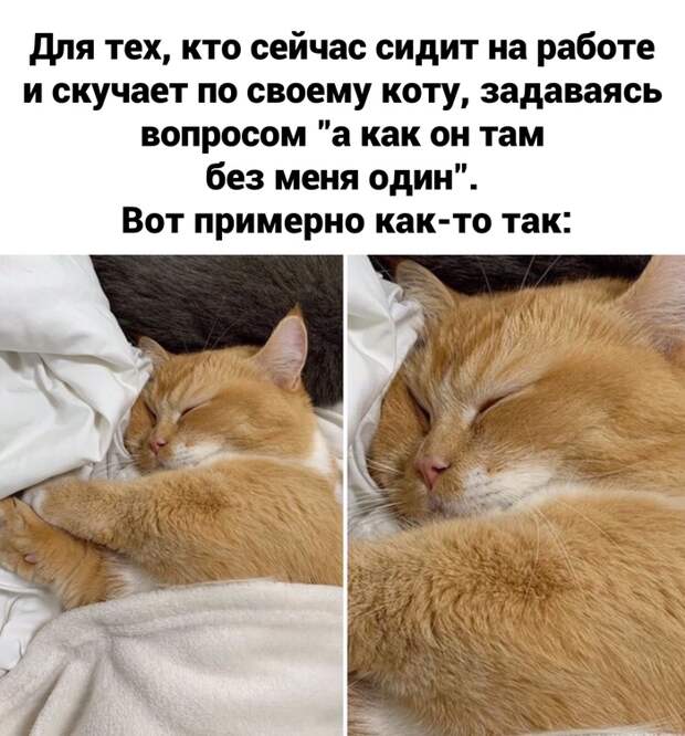 Сладко спит