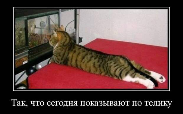 Демотиваторы (30 фото)