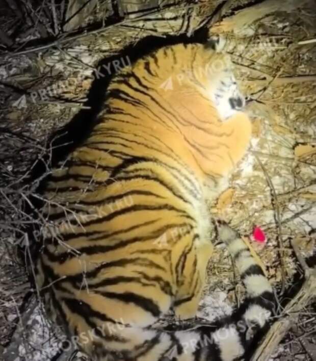 Тигр вновь стал причиной отлова: третий случай с начала года зарегистрирован в Приморье