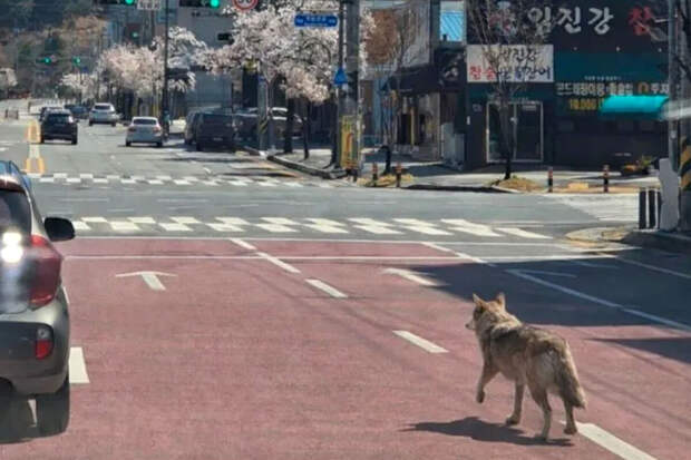 В южнокорейском городе Тэджон закрыли школу из-за сбежавшего из зоопарка волка