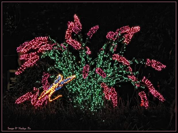 Garden d'Lights 2008 - 041