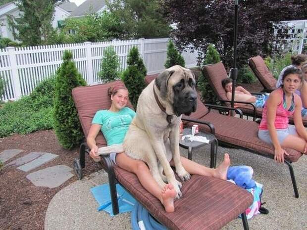 This dog who just wants to tan.