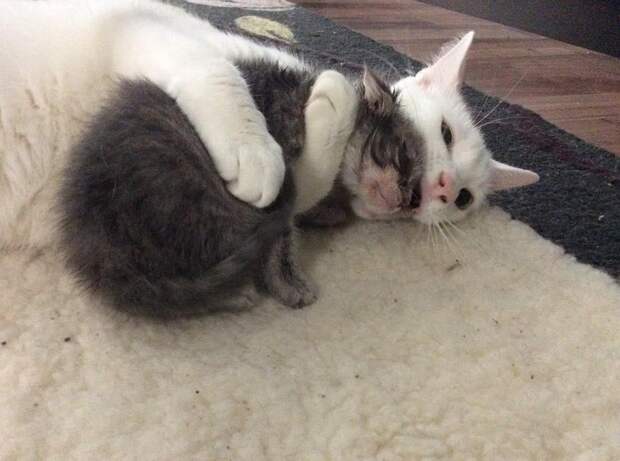 Без кота и жизнь не та