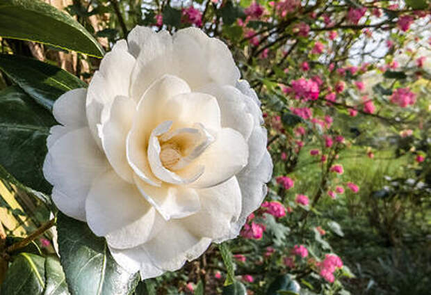 «Холодные розы»: в Сочи распустились необычные цветы