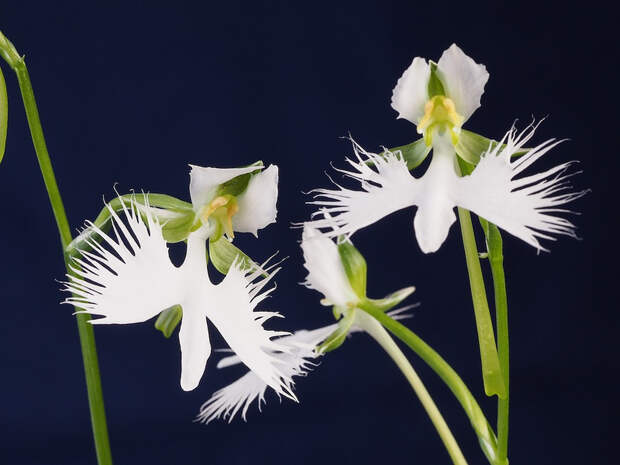 Поводник лучевой (лат. Pecteilis radiata)