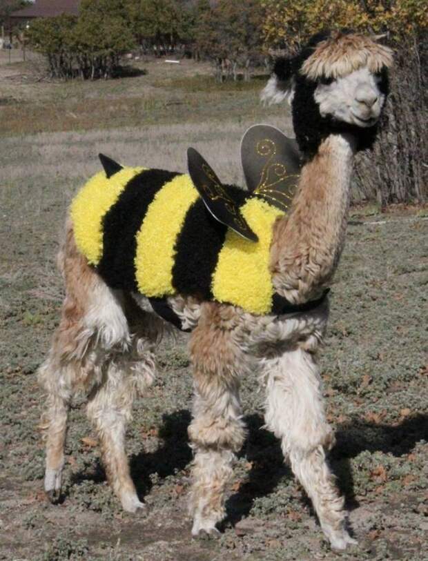 alpaka