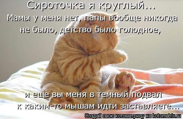 Лучшие котоматрицы недели (50 фото)